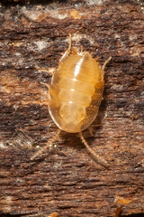 Compsodes cucullatus