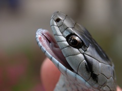 Cubophis cantherigerus