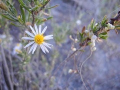 Diplostephium meyenii