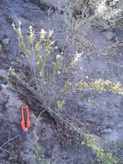 Diplostephium meyenii