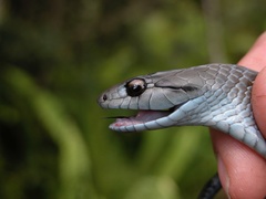 Cubophis cantherigerus
