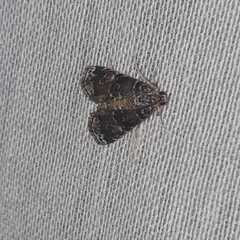 Elophila difflualis
