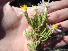 Diplostephium meyenii