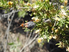 Diplostephium meyenii