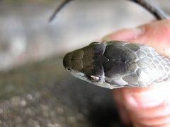 Cubophis cantherigerus