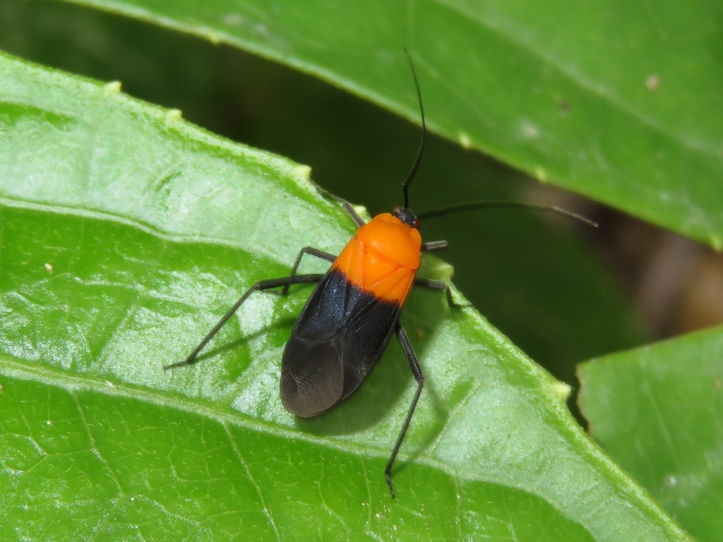 Mimoncopeltus