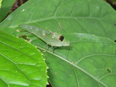 Phylloptera