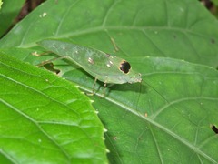 Phylloptera