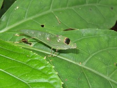 Phylloptera