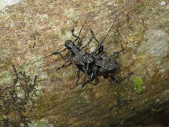 Steirastoma aethiops