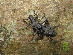 Steirastoma aethiops