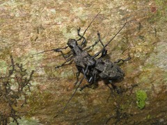 Steirastoma aethiops