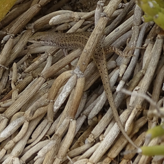 Trachylepis variegata