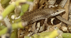 Trachylepis variegata