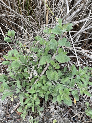iNaturalist observation photo of western vervain