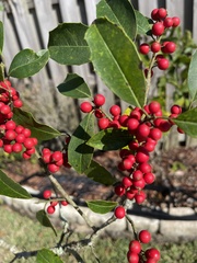 Ilex × attenuata