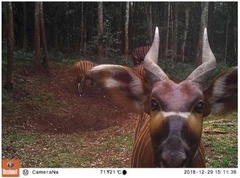 Tragelaphus eurycerus isaaci