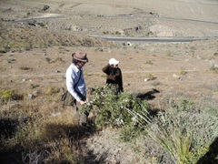 Diplostephium meyenii