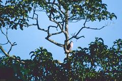 Ducula badia badia