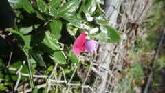 Lathyrus clymenum