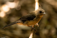 Trichothraupis melanops