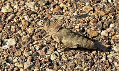 Ocnerodes prosternalis