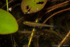 Fundulus lineolatus