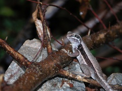 Leiocephalus macropus