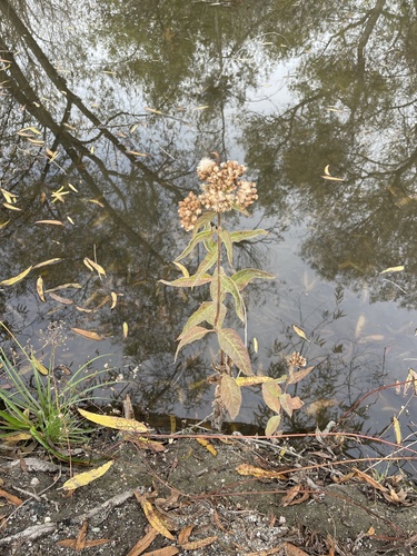 iNaturalist observation photo of marsh fleabane