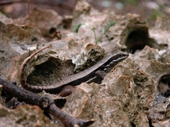 Leiocephalus macropus