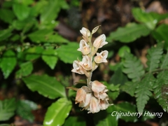 Goodyera foliosa