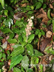 Goodyera foliosa