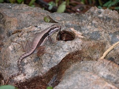 Leiocephalus macropus
