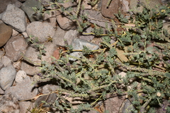 Dalea lanata lanata