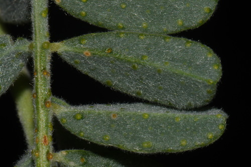 Image of Dalea lanata by (c) Brian Finzel, some rights reserved (CC BY-SA)