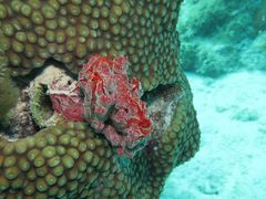 Monanchora arbuscula