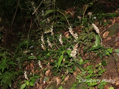 Goodyera foliosa