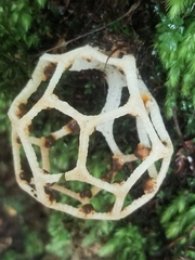 Clathrus chrysomycelinus