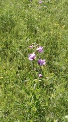 Penstemon cobaea