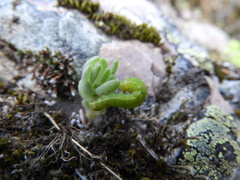 Orthosia incerta