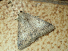 Pandesma robusta