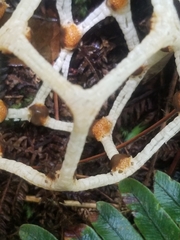 Clathrus chrysomycelinus