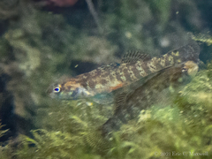 Etheostoma lepidum