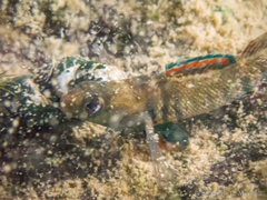 Etheostoma lepidum