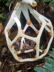 Clathrus chrysomycelinus