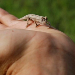 Rieppeleon kerstenii