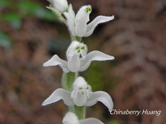 Goodyera schlechtendaliana