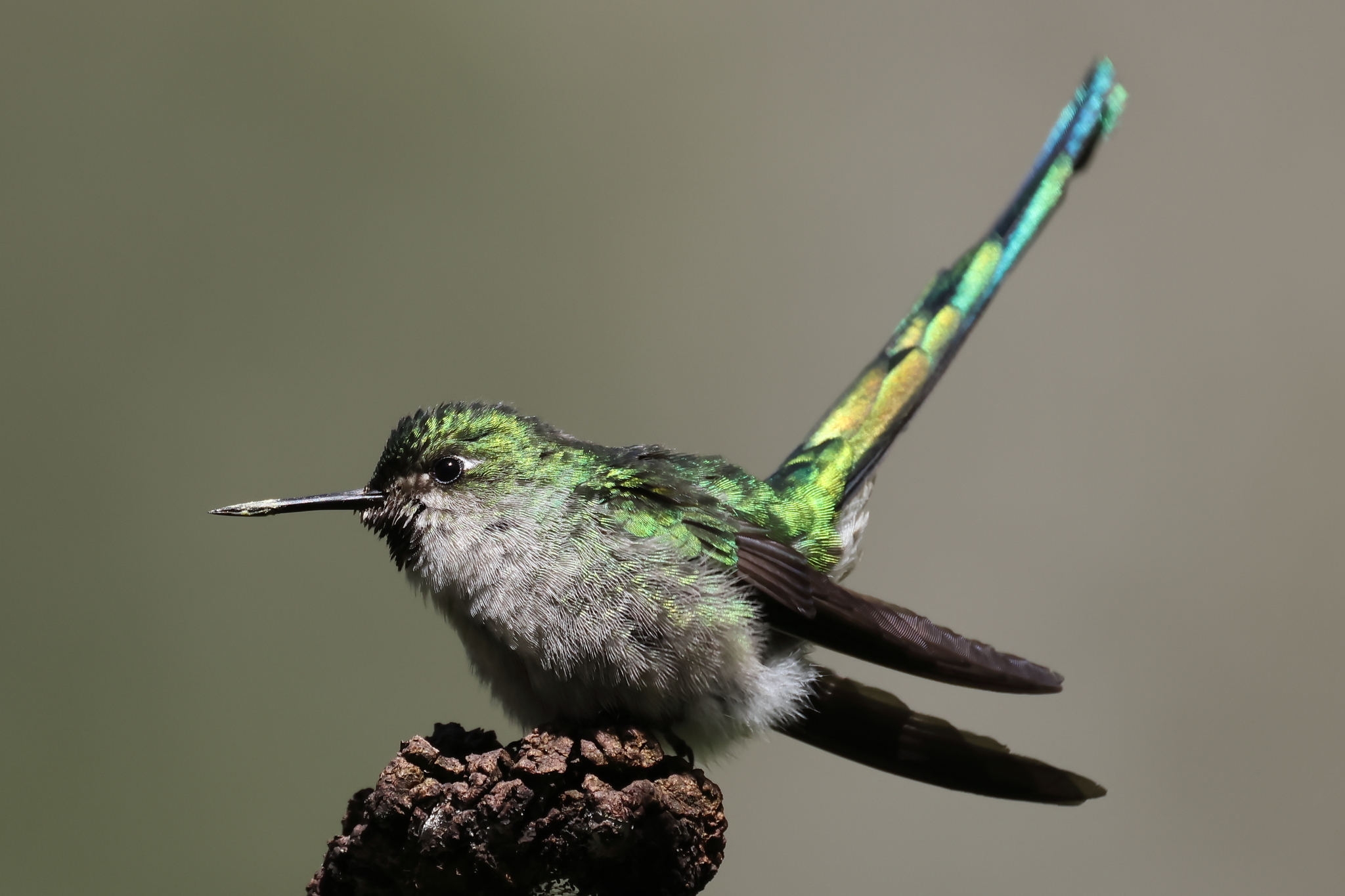 Grey-bellied Comet illustration