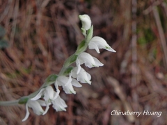 Goodyera schlechtendaliana