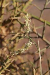 Panicum turgidum